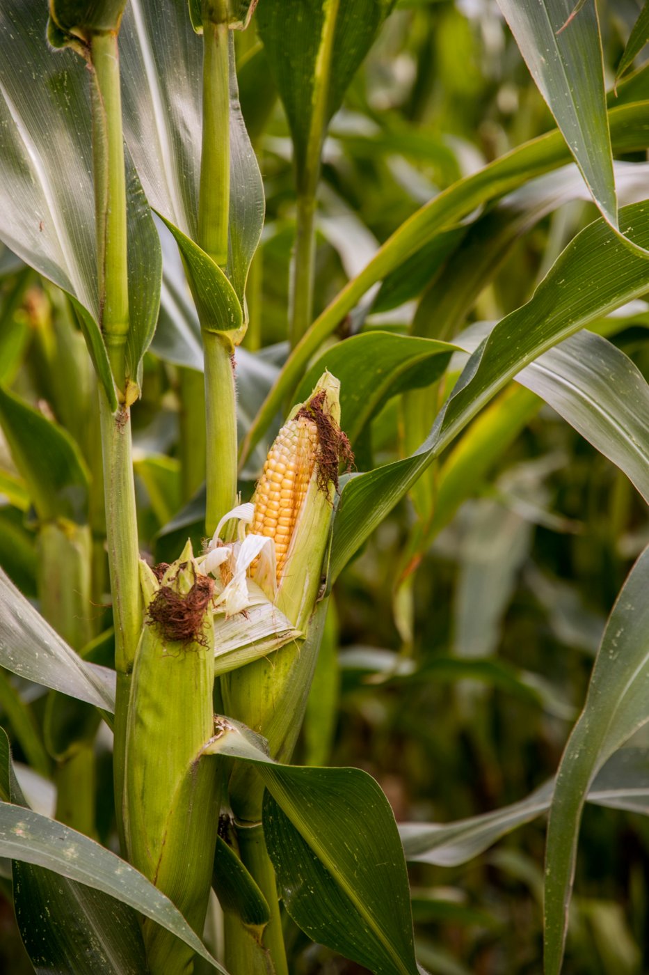 Maize growing in the field