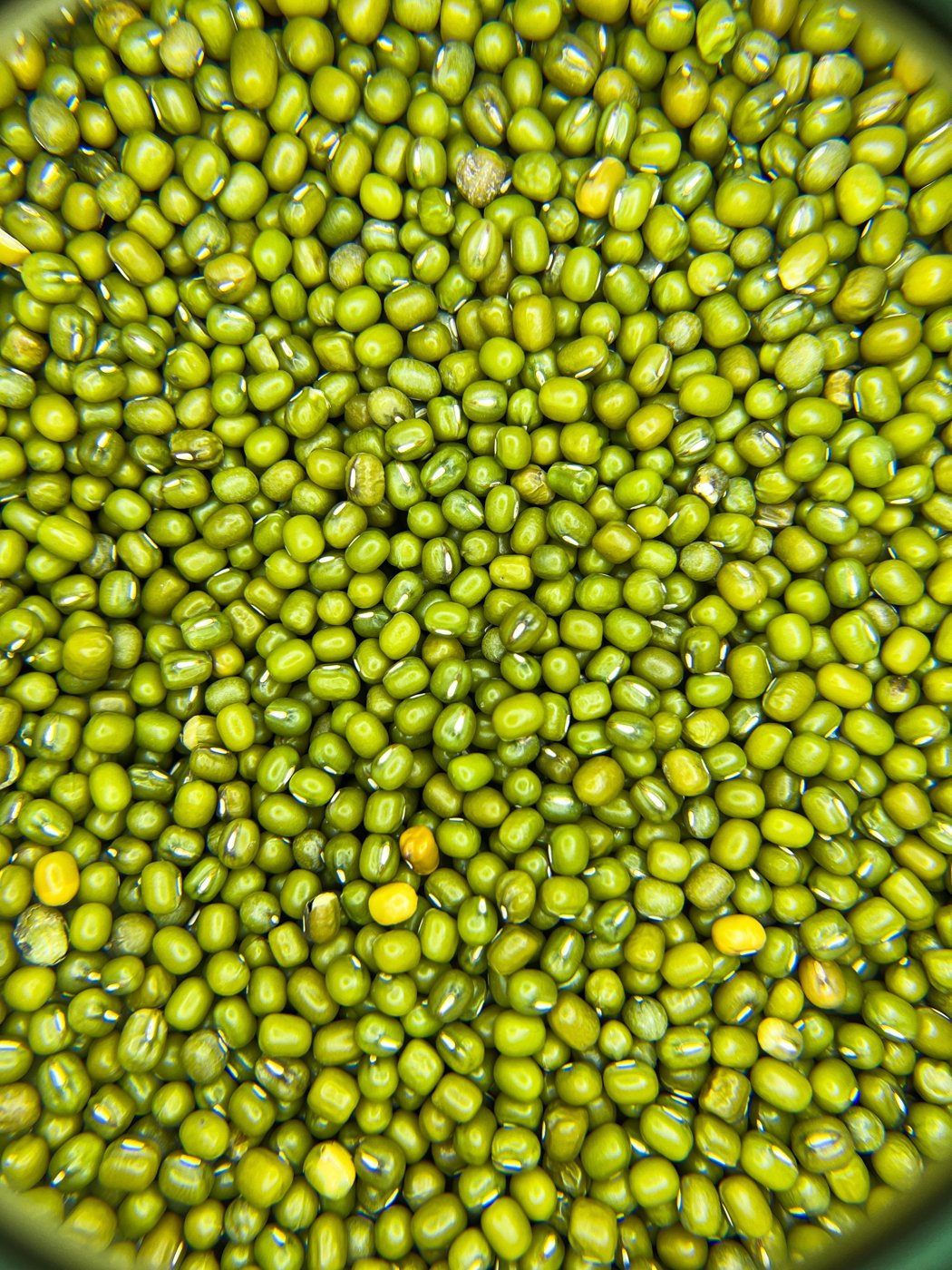 Mung beans sourced by GIAH Agro