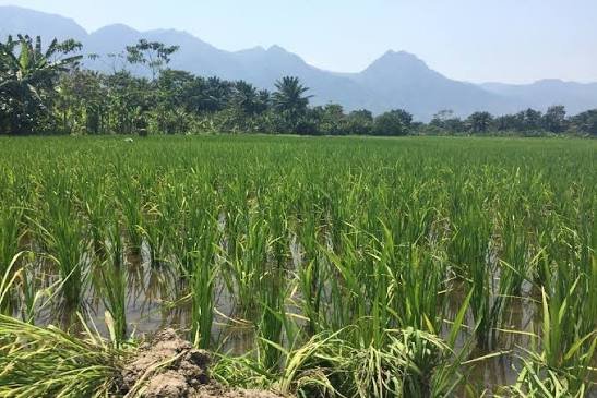 Rice paddy field in Tanzania