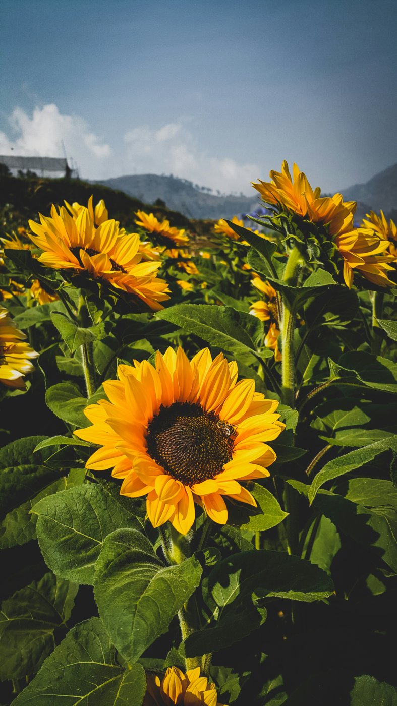Sunflower field