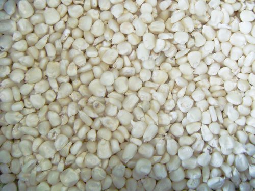 White maize grown and sourced by GIAH Agro