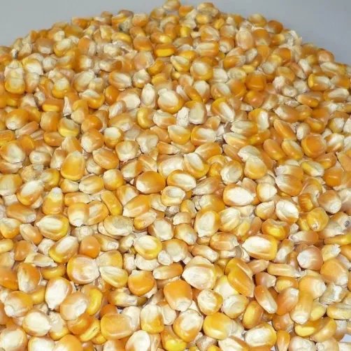 Yellow maize grown and sourced by GIAH Agro
